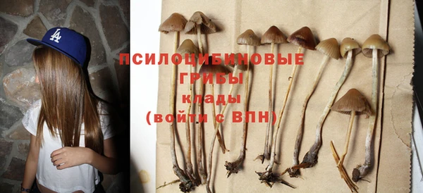 ПСИЛОЦИБИНОВЫЕ ГРИБЫ Горно-Алтайск